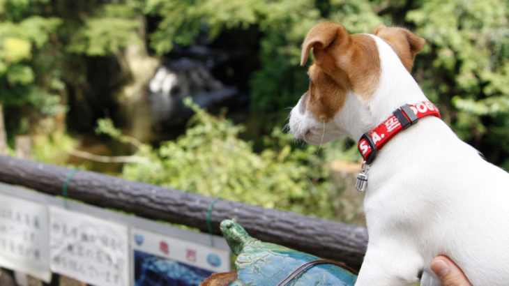 濃溝の滝・亀岩の洞窟（千葉県君津市）～子犬とおでかけ～