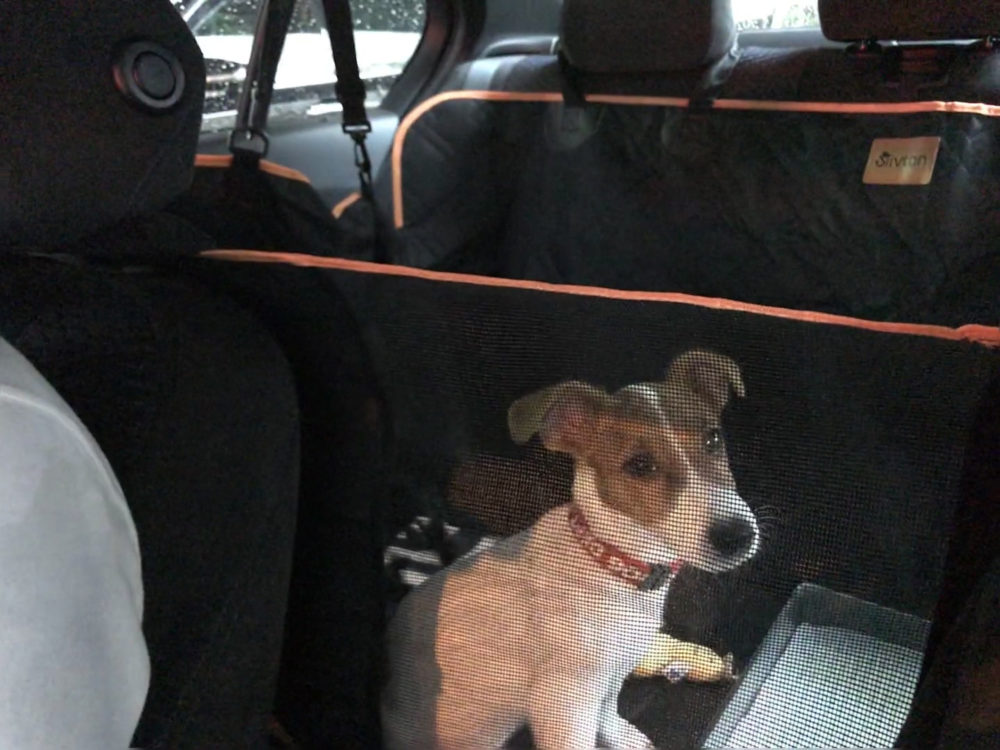 子犬と車でお出かけ 初ドライブ 初ホームセンター テバlog テバログ