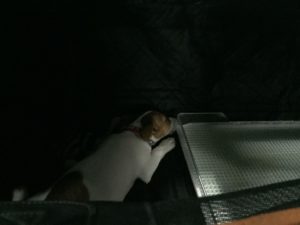 車の中で寝る子犬