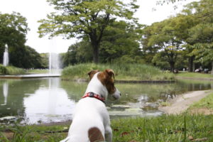 噴水を眺める子犬テバちゃん