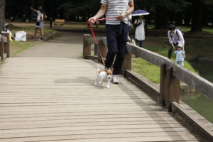 代々木公園内の橋を渡る子犬テバちゃん