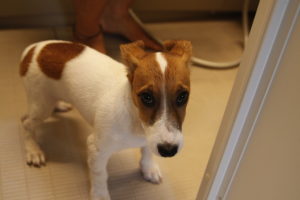 入浴前で緊張気味のJRT子犬テバちゃん
