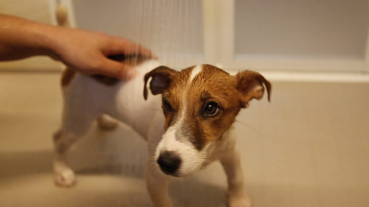 子犬のテバちゃん初めてのお風呂！お風呂の入れ方や頻度は？注意点は？