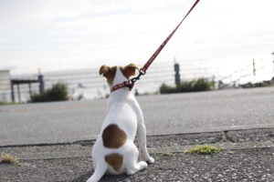 鎌倉の海を眺める子犬テバちゃん
