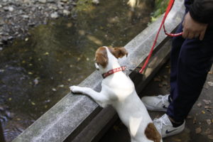 川を眺める子犬テバちゃん