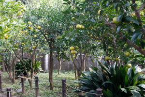柑橘の林