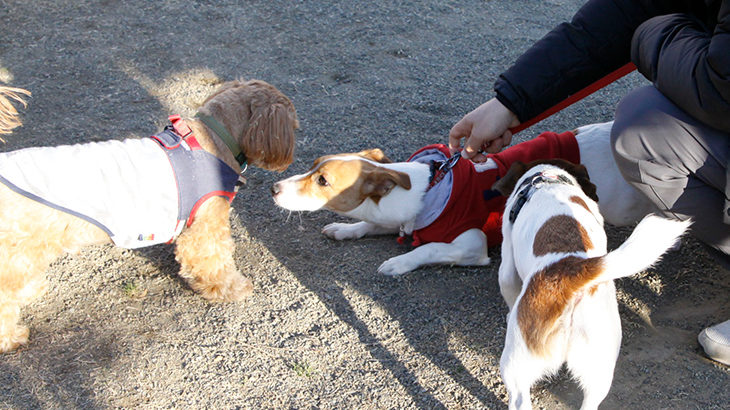 都立桜ヶ丘公園ドッグラン（東京都多摩市）～子犬とおでかけ～