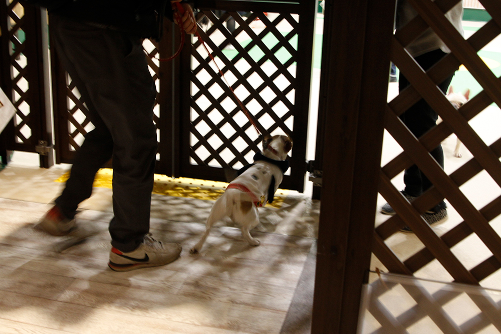 Wancott ワンコット 室内ドッグラン 神奈川県横浜市中区 子犬とおでかけ テバlog テバログ